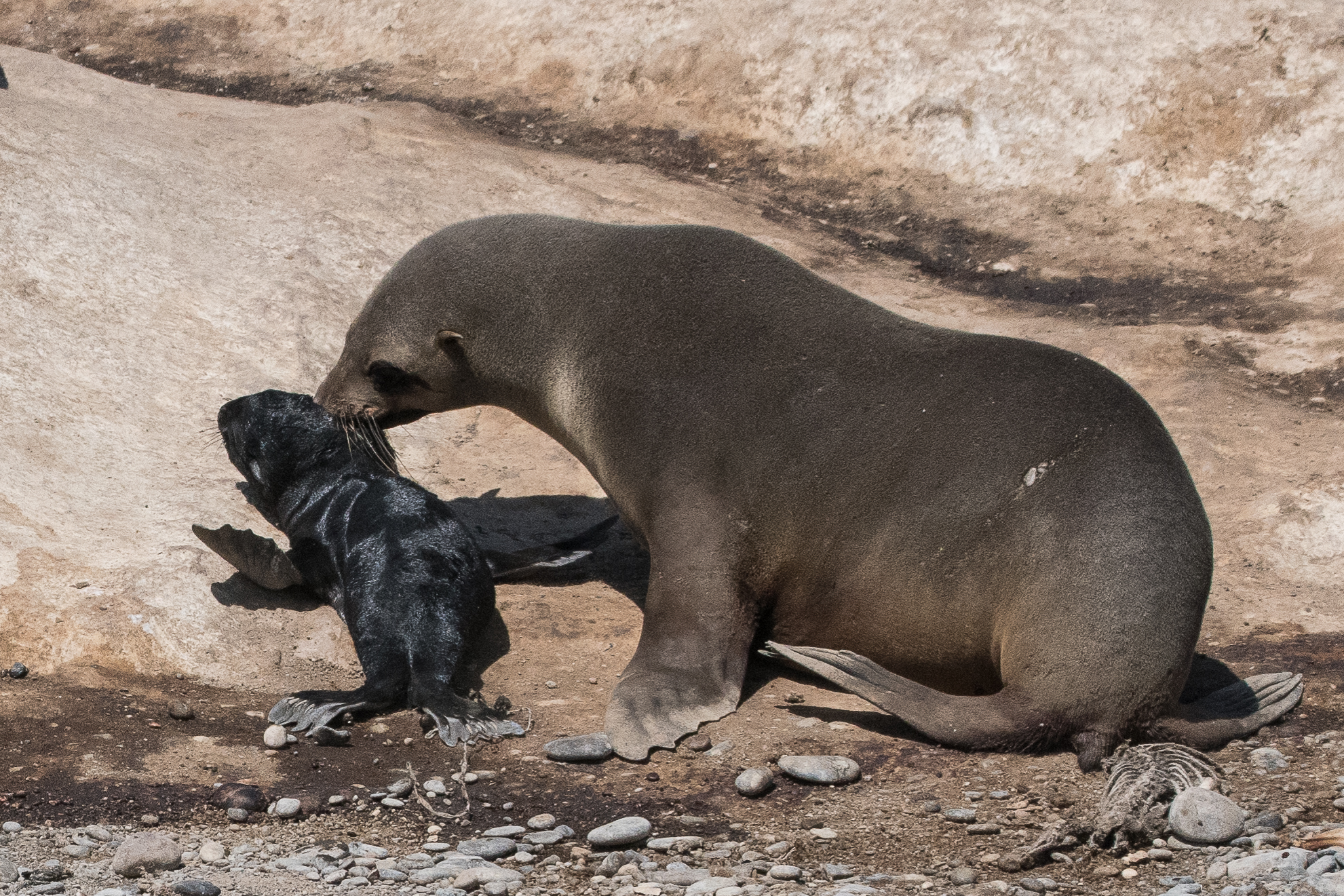 Otaries à fourrure du Sud ((South-African Fur Seals, Arctocephalus pusillus), Femelle adulte et juvénile. Plus prudent de le déménager! Möwe Bay, Namibie. 